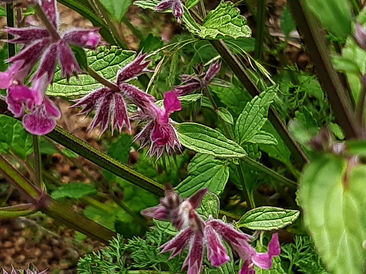 Stachys iberica