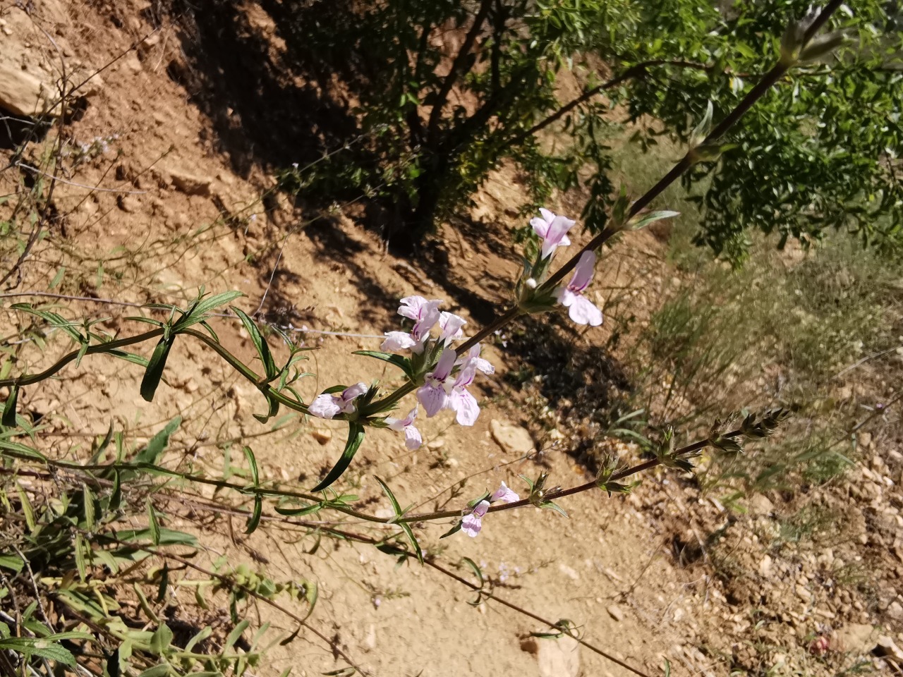 Stachys iberica