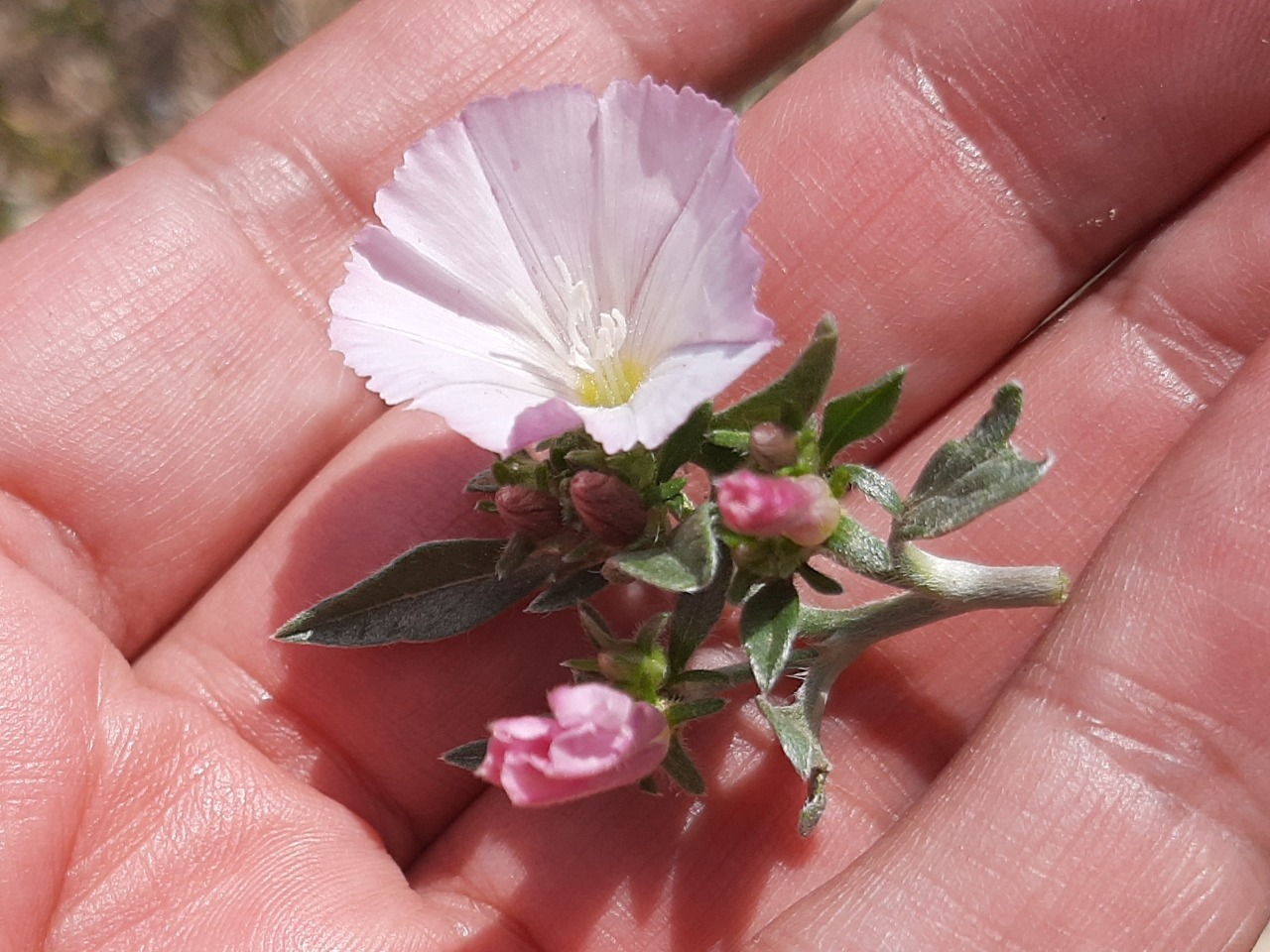 Convolvulus lineatus