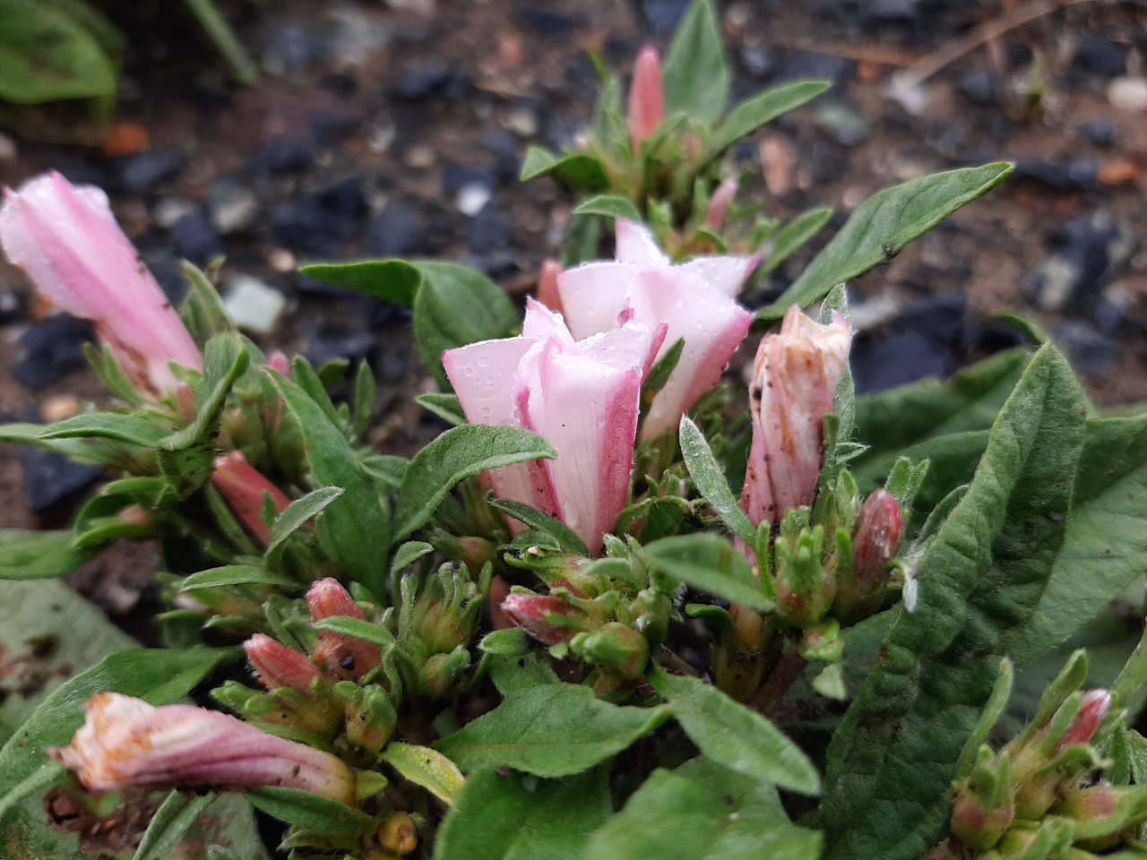 Convolvulus lineatus