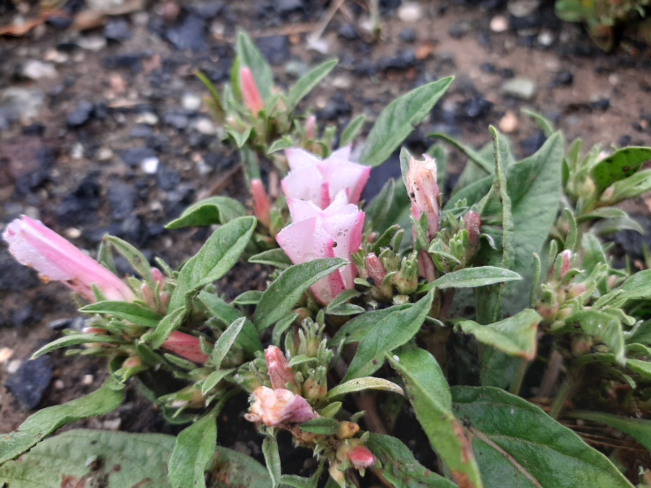 Convolvulus lineatus
