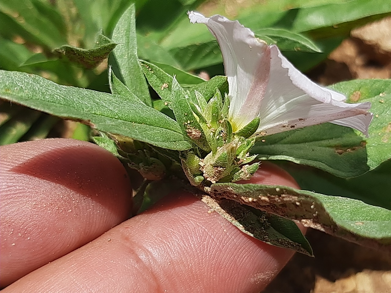 Convolvulus lineatus