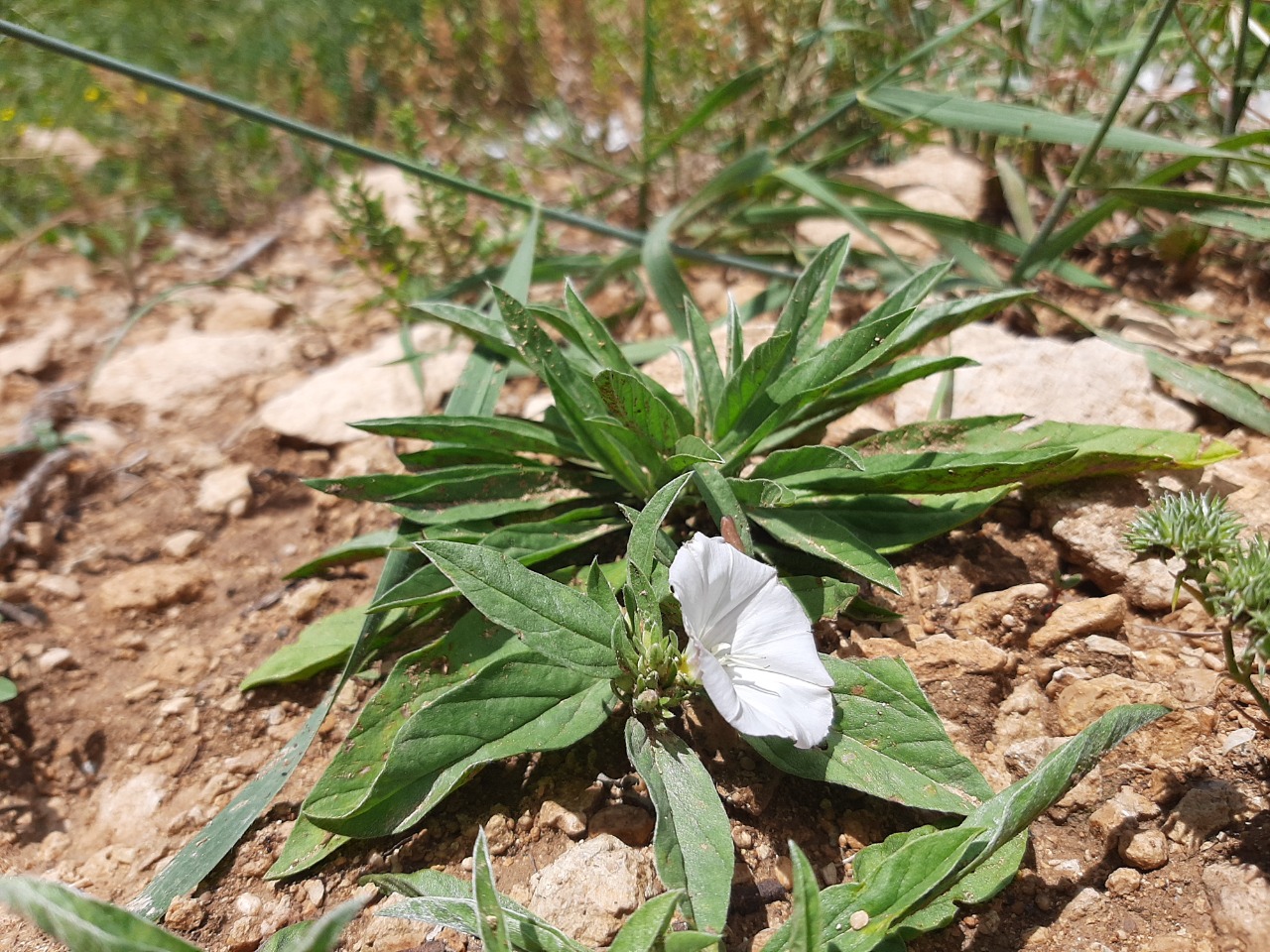 Convolvulus lineatus