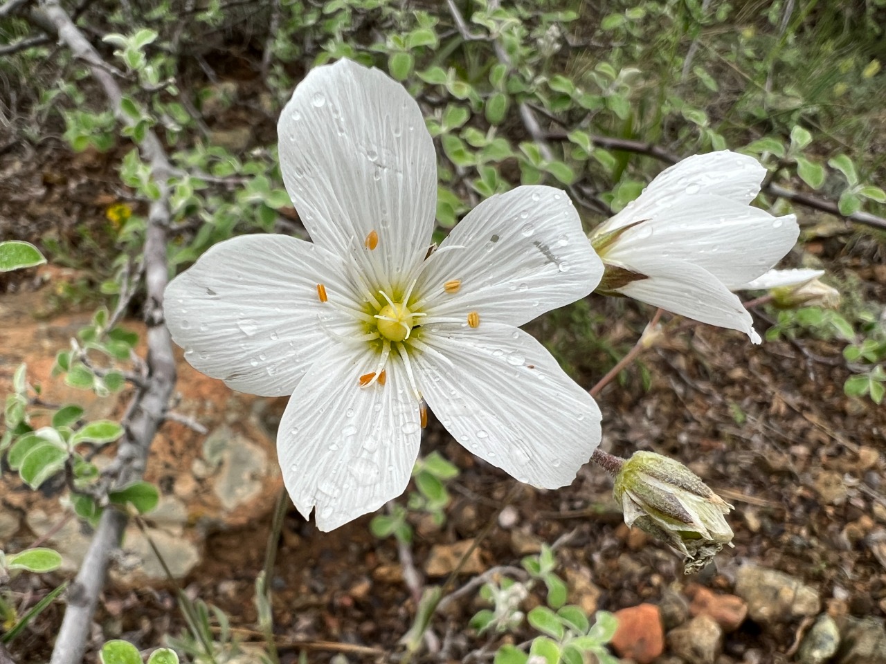 Cerastium macranthum