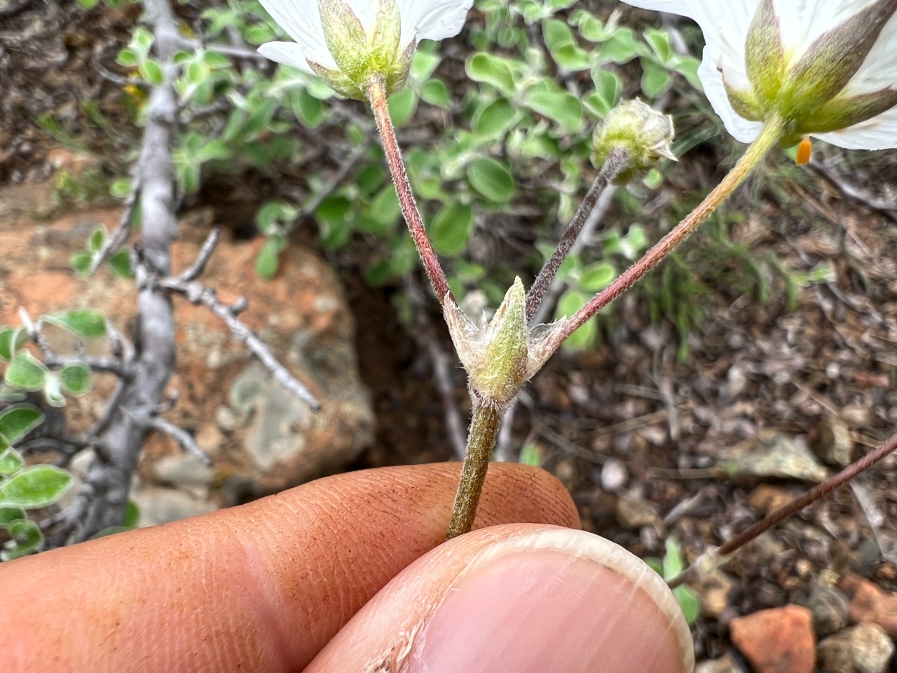 Cerastium macranthum