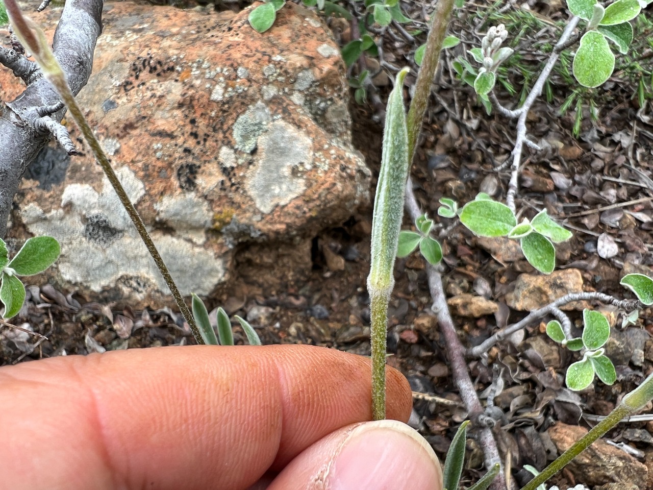 Cerastium macranthum