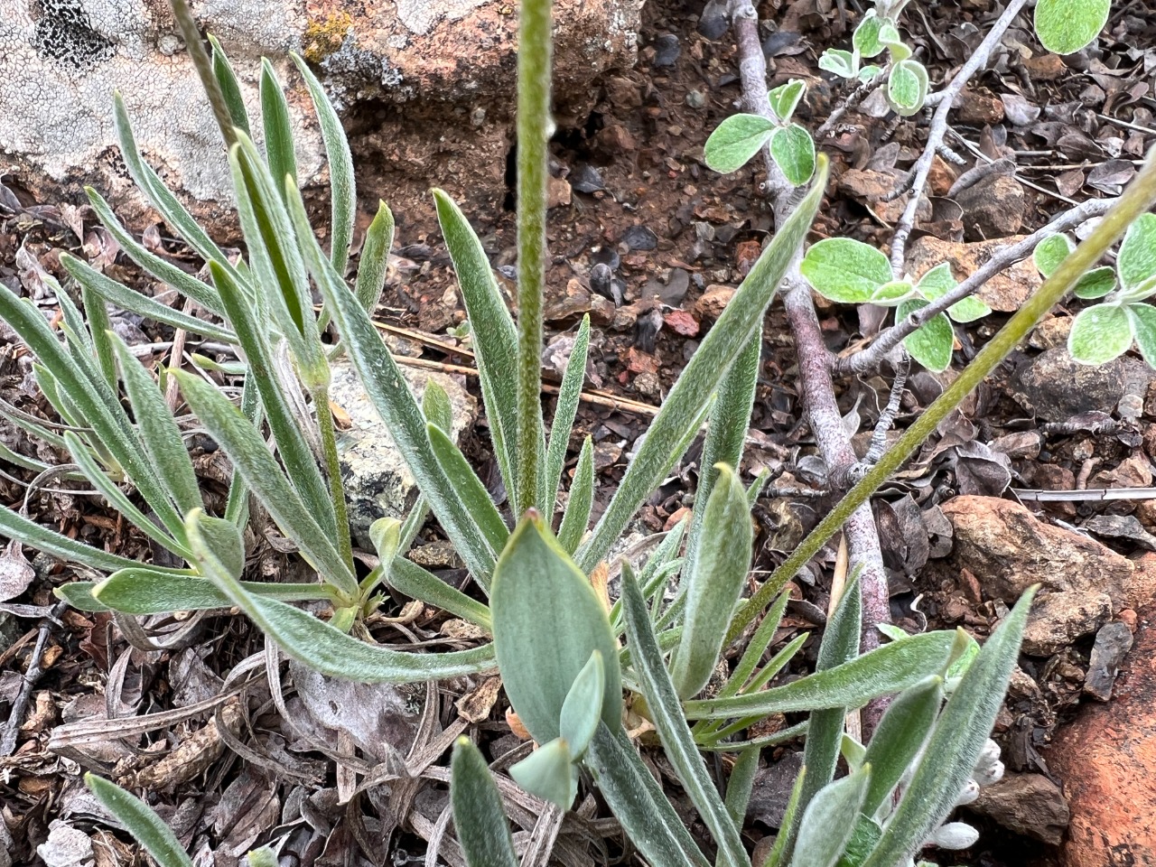 Cerastium macranthum