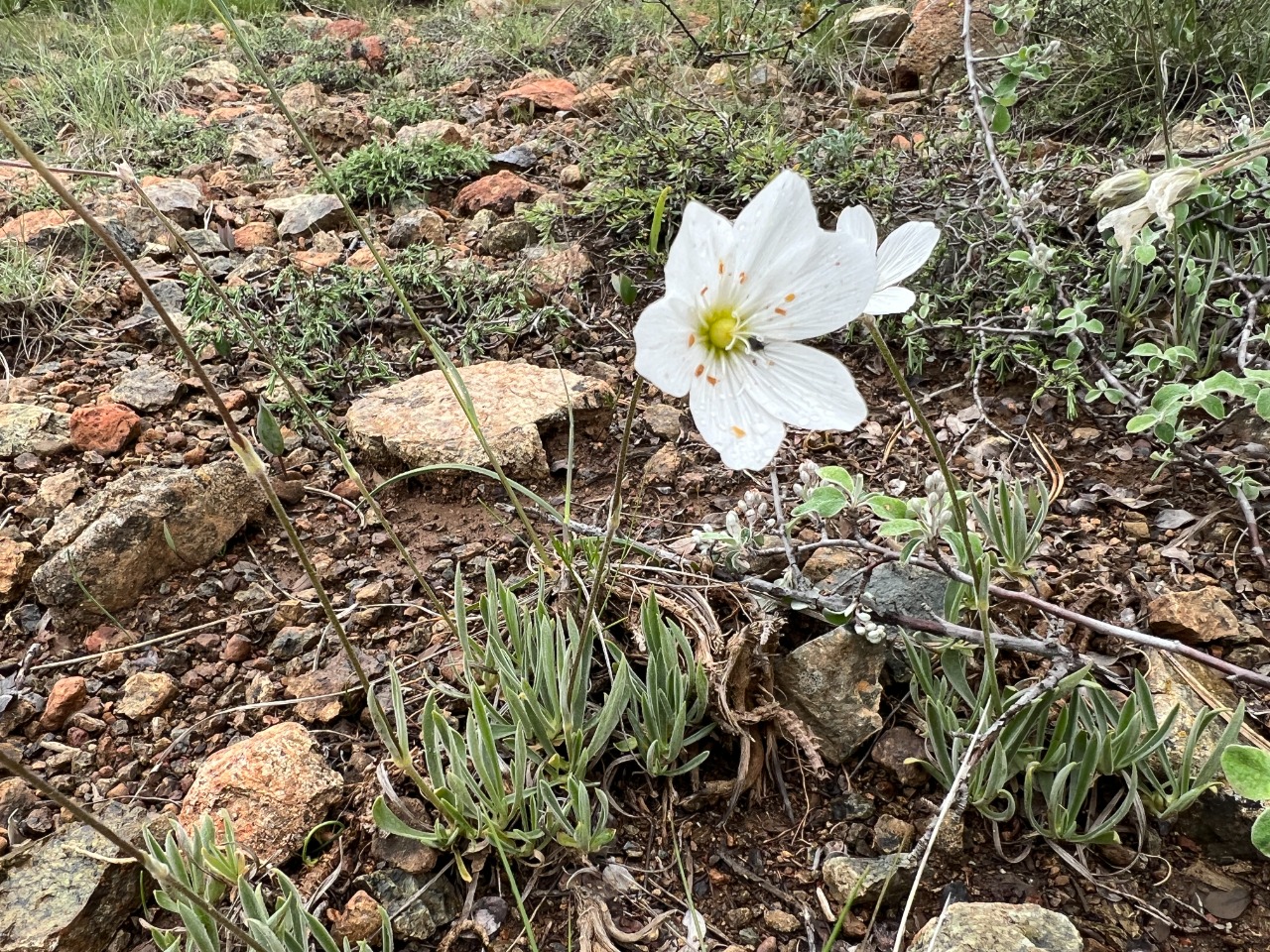 Cerastium macranthum