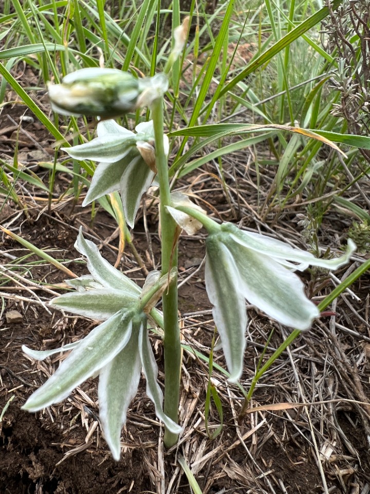 Ornithogalum chetikianum