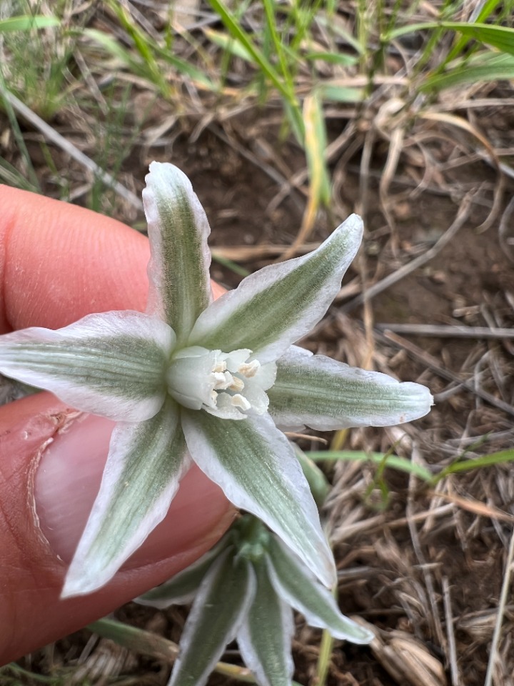 Ornithogalum chetikianum