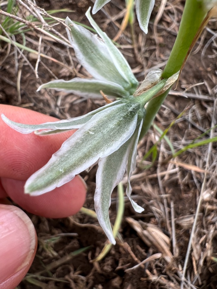 Ornithogalum chetikianum