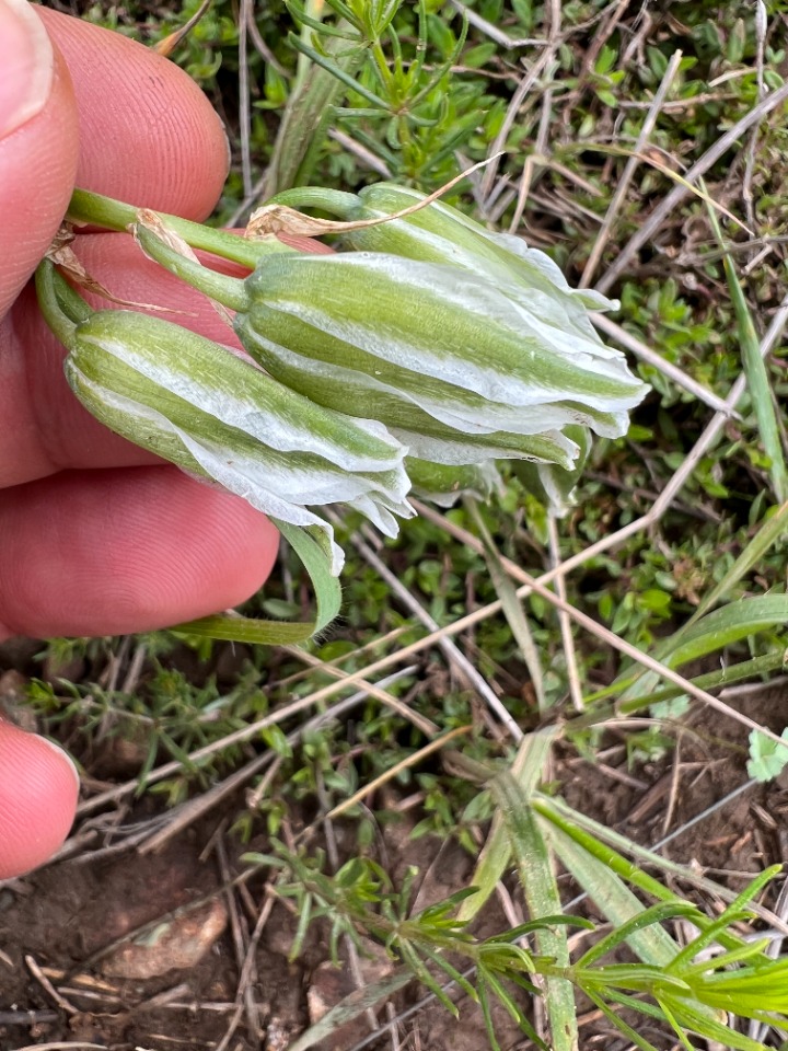 Ornithogalum chetikianum