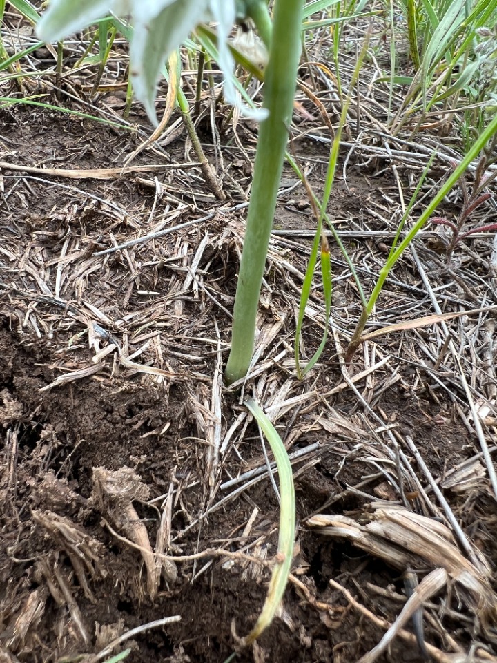 Ornithogalum chetikianum