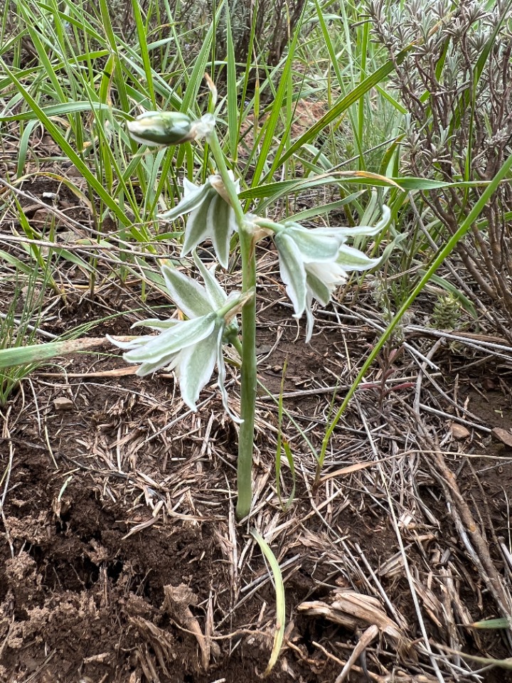 Ornithogalum chetikianum