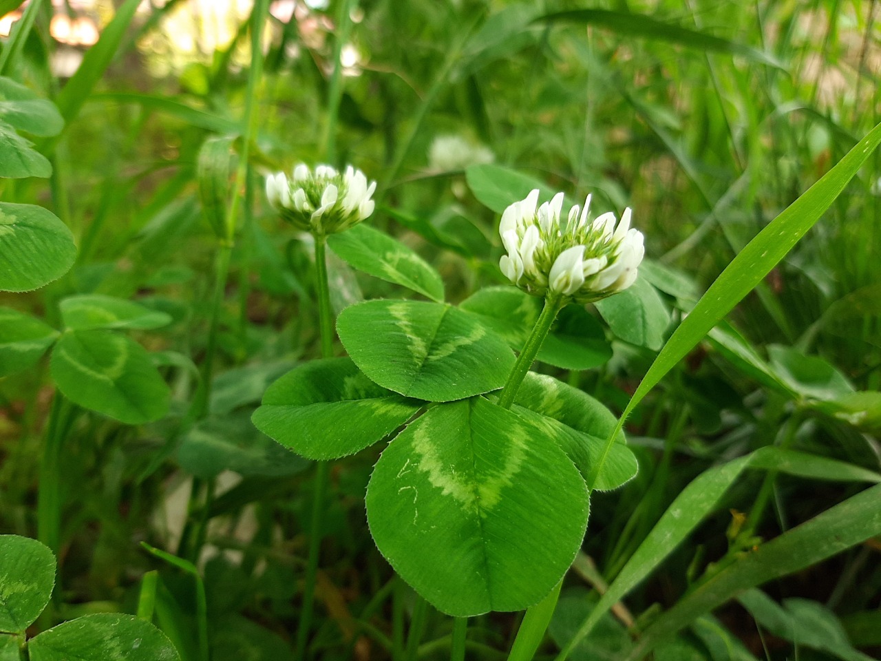 Trifolium repens