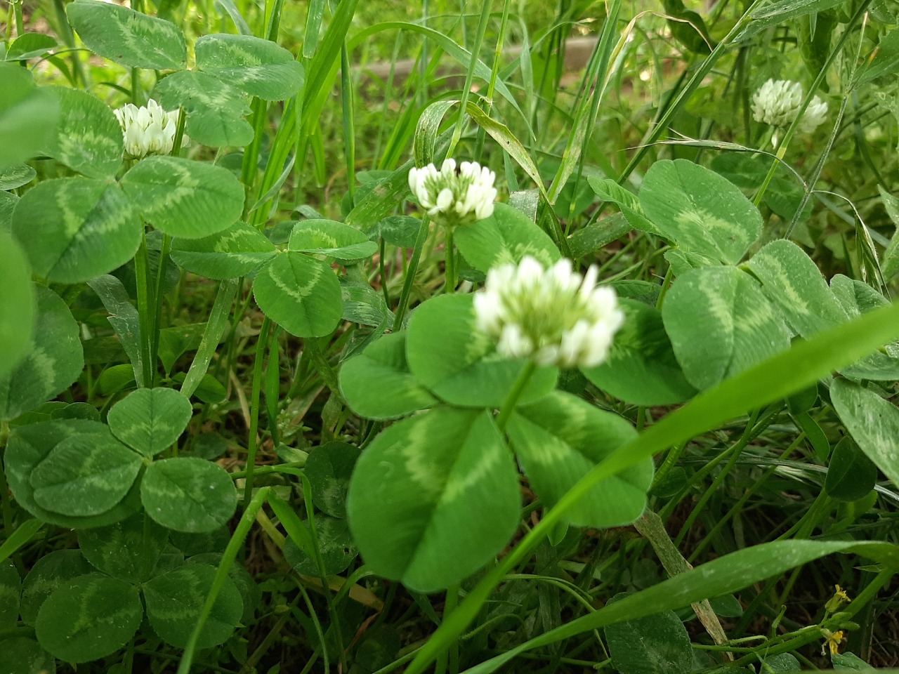 Trifolium repens