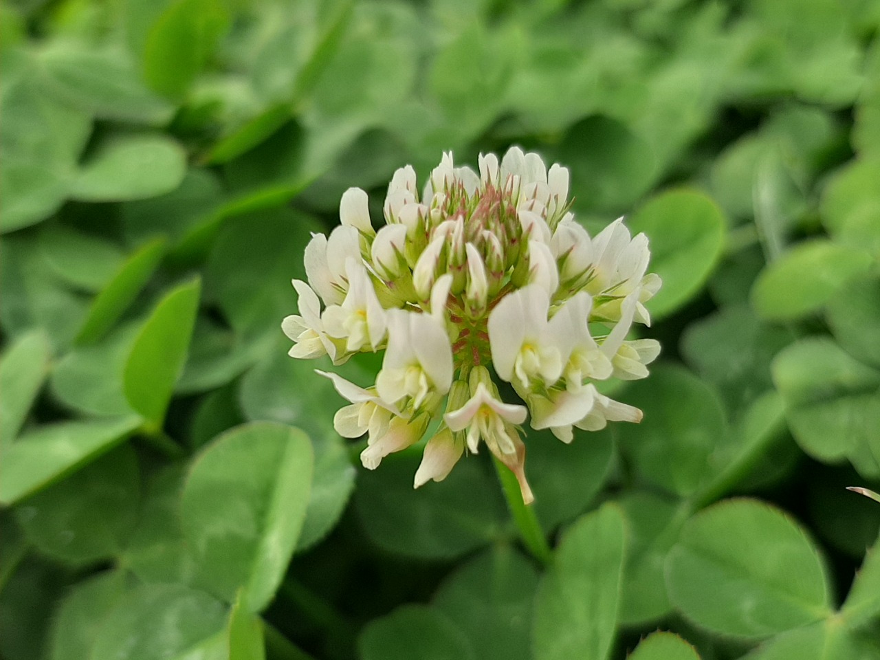 Trifolium repens