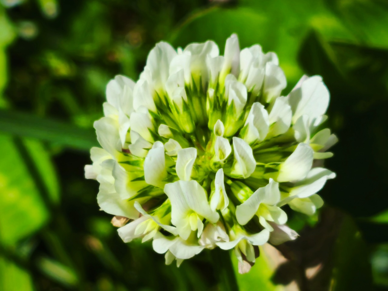 Trifolium repens