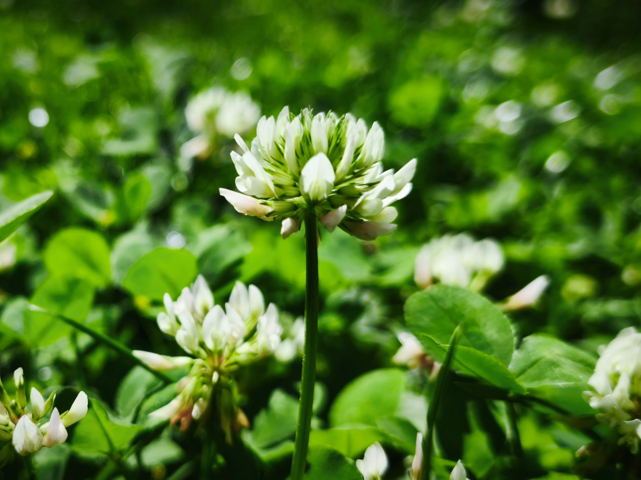 Trifolium repens