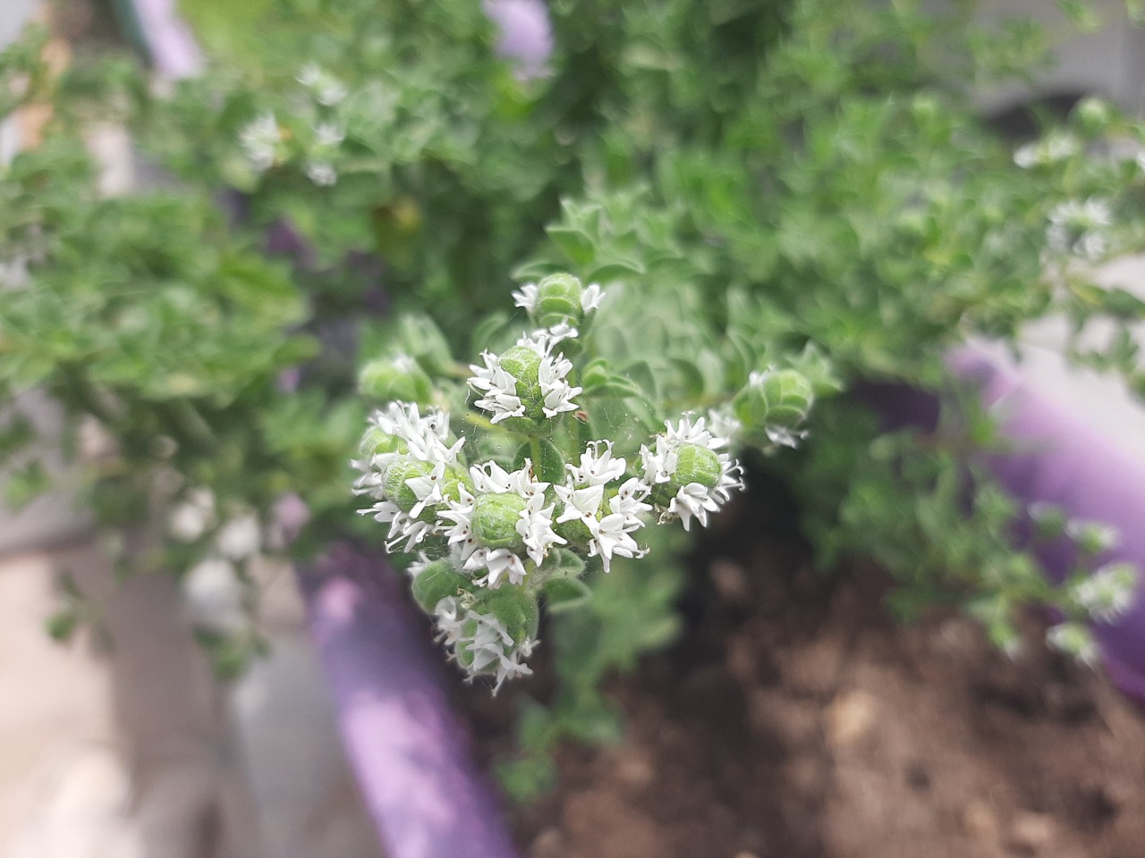 Origanum onites