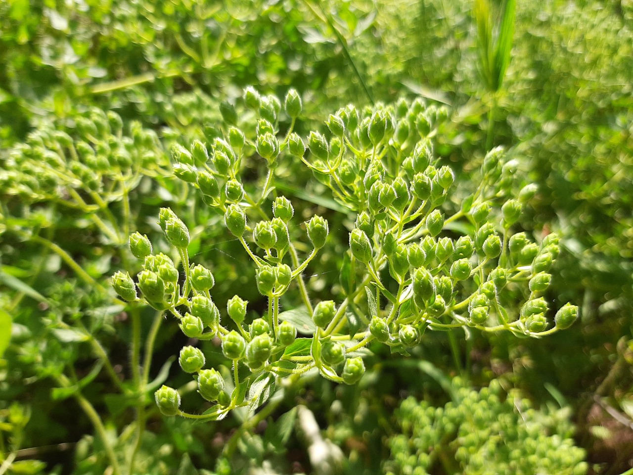 Origanum onites