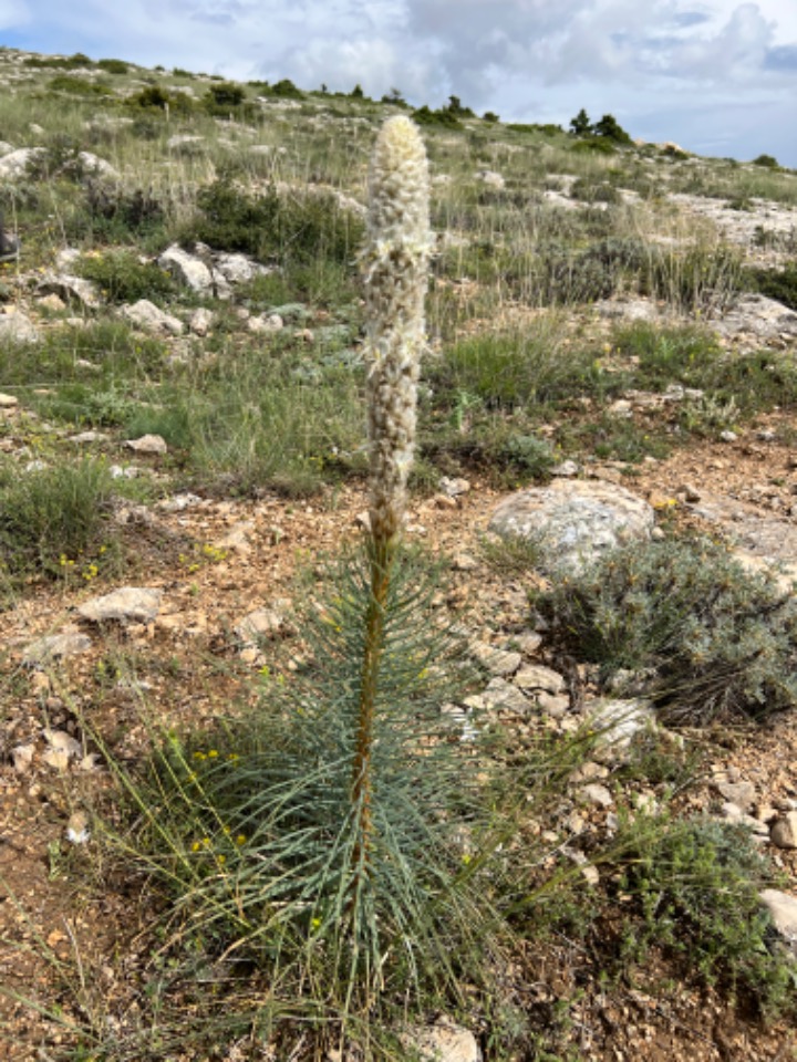 Asphodeline taurica