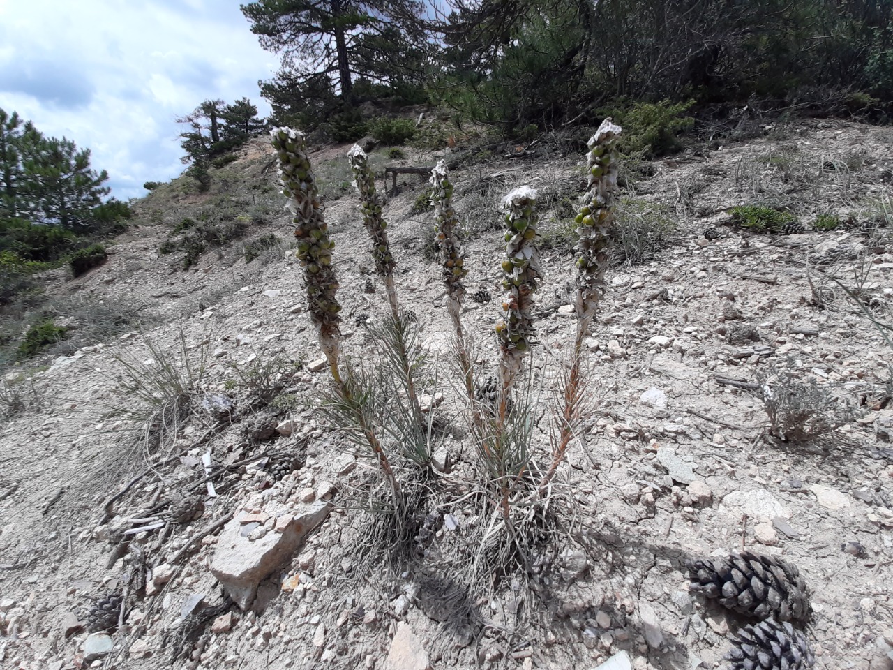 Asphodeline taurica