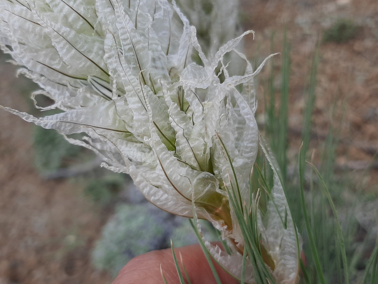 Asphodeline taurica