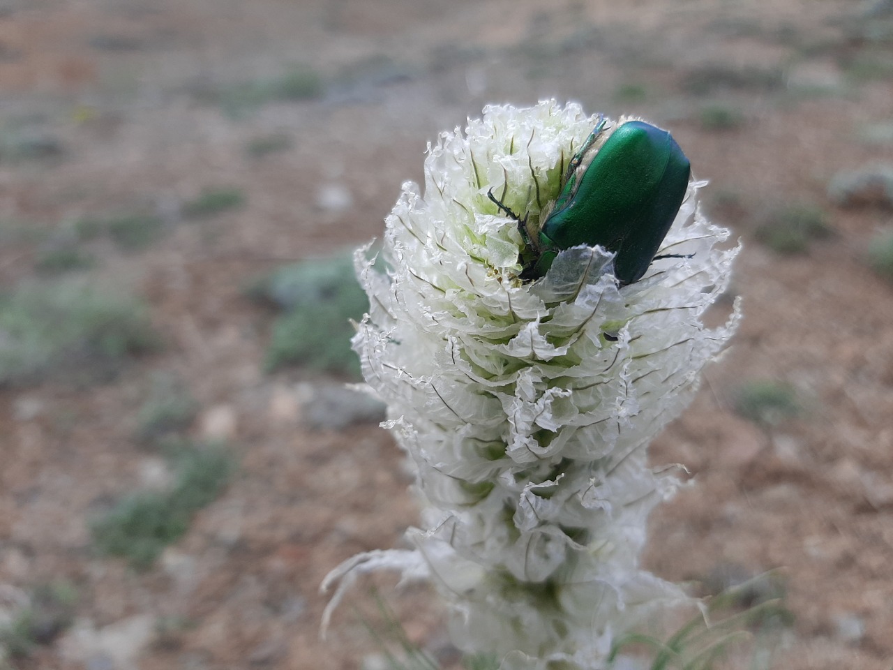 Asphodeline taurica