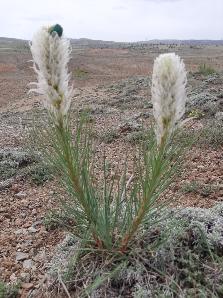Asphodeline taurica