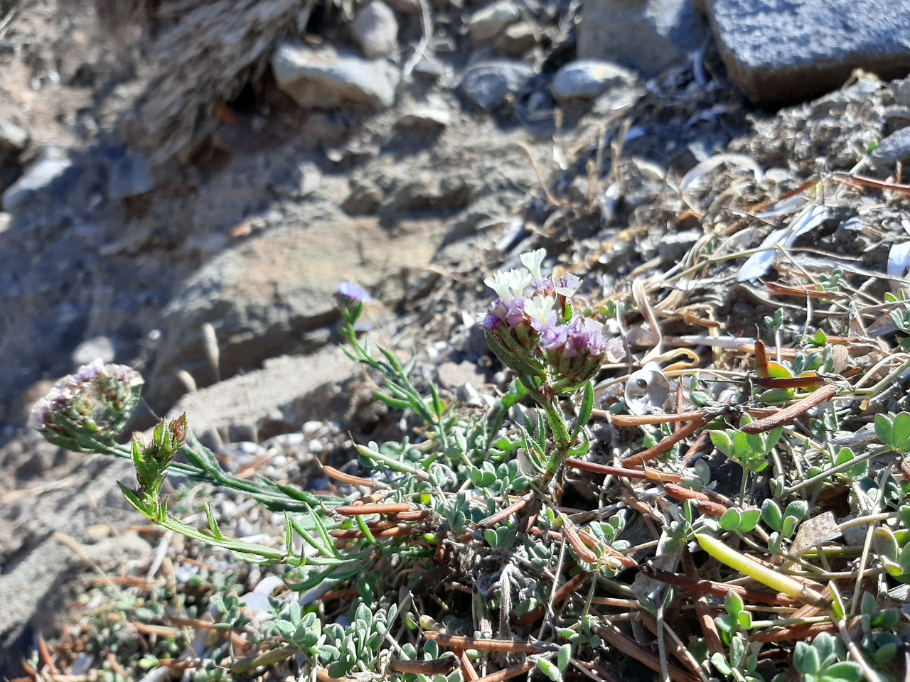 Limonium sinuatum