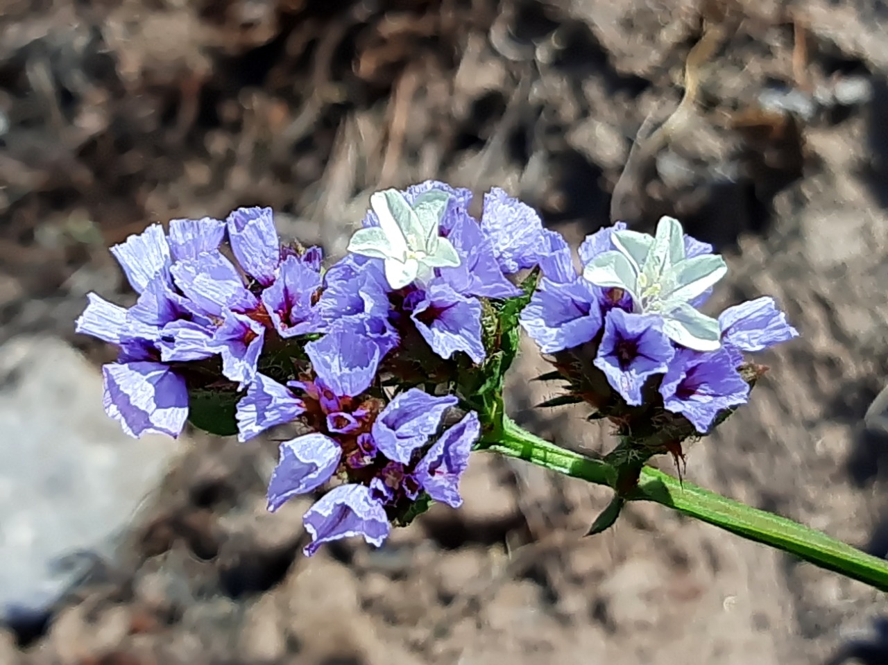 Limonium sinuatum