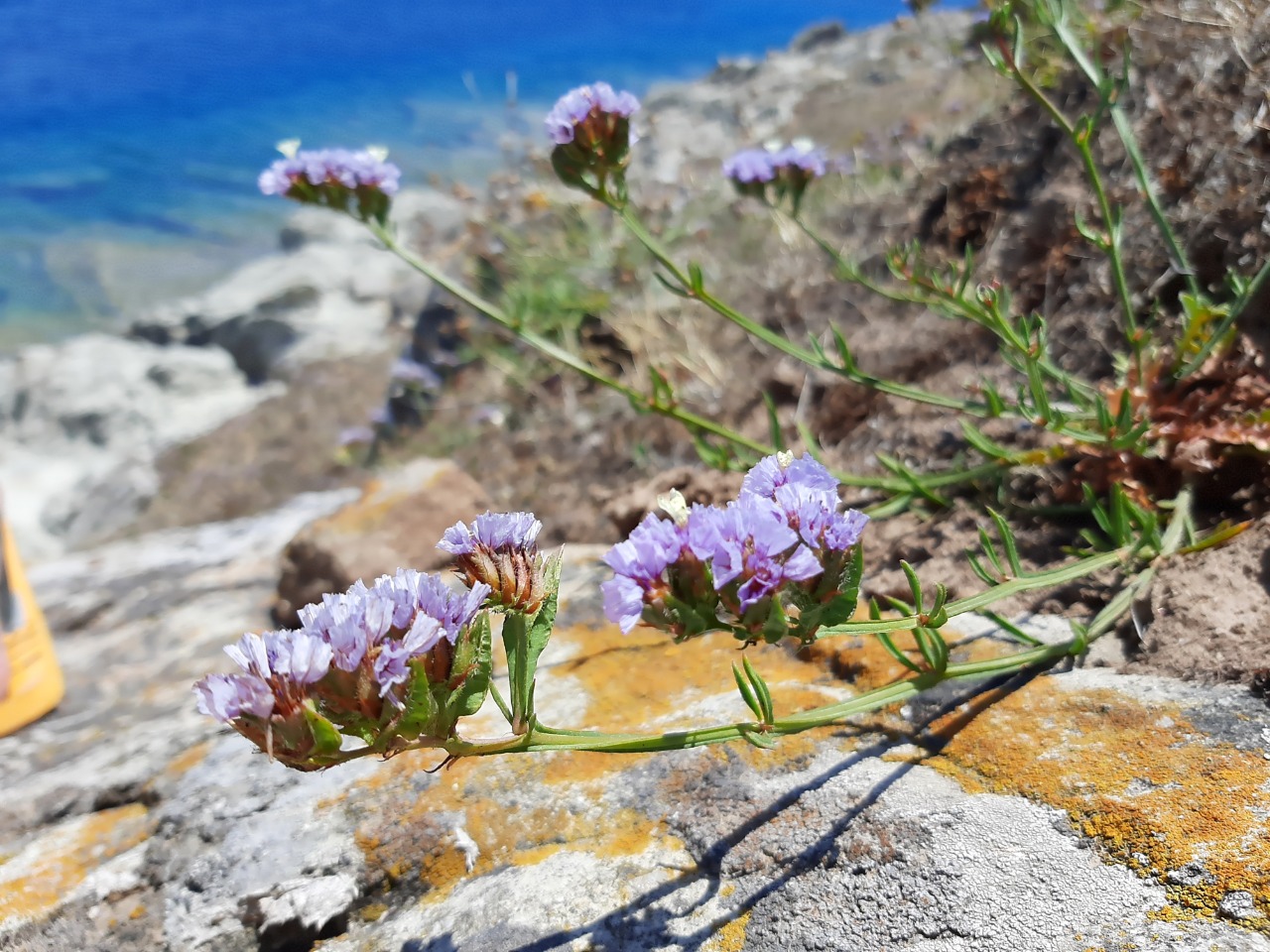 Limonium sinuatum