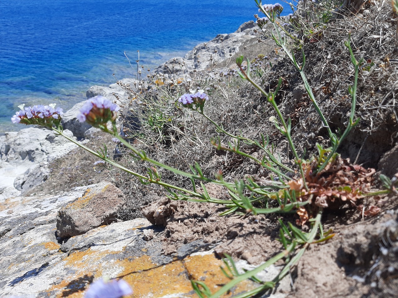 Limonium sinuatum