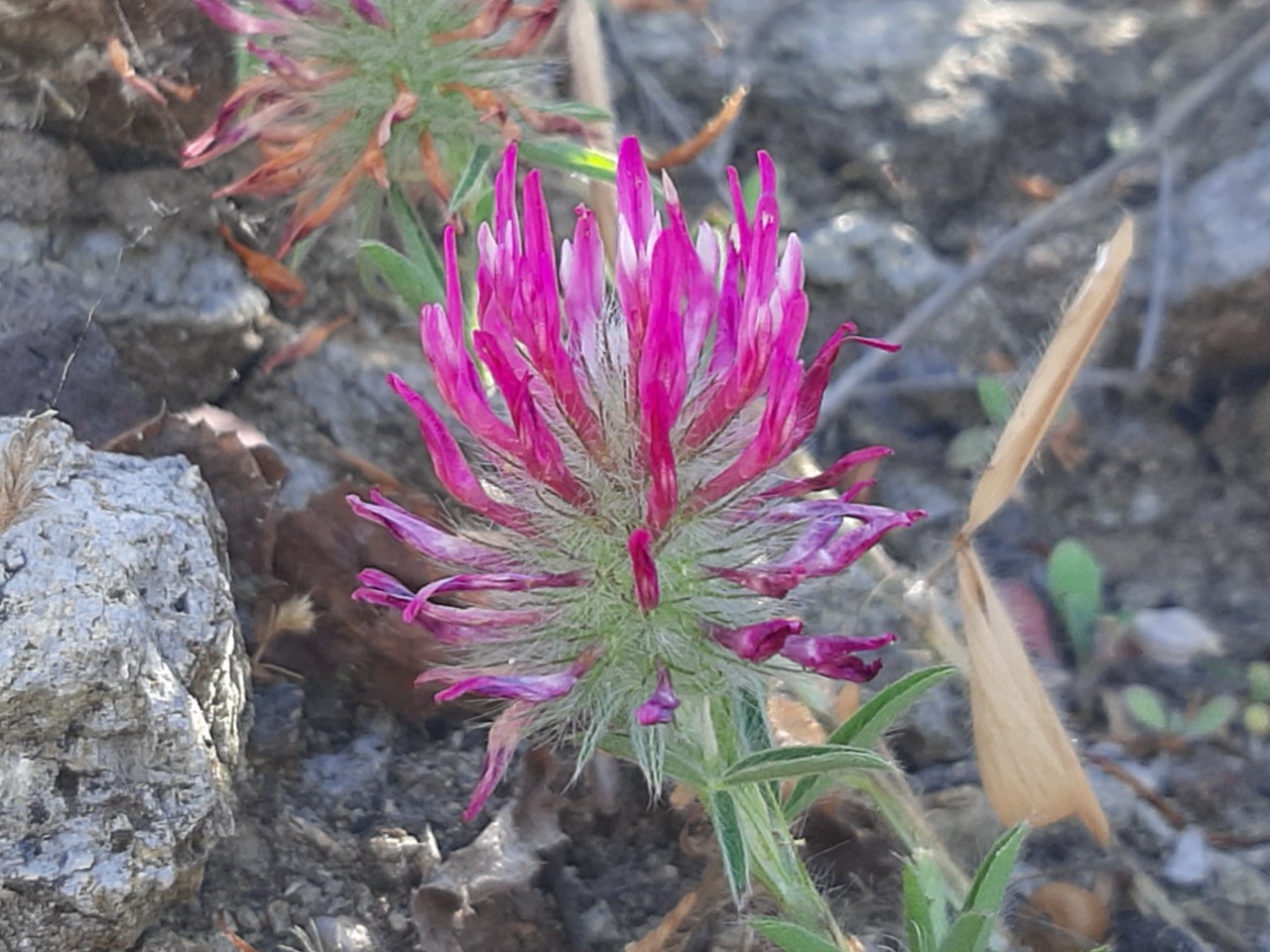 Trifolium angustifolium