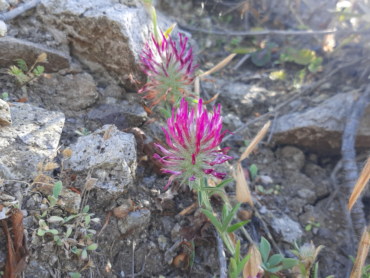 Trifolium angustifolium