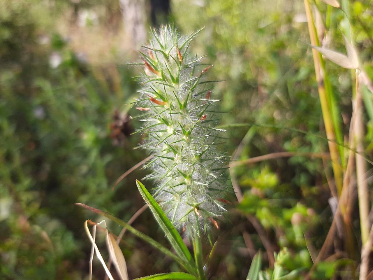 Trifolium angustifolium