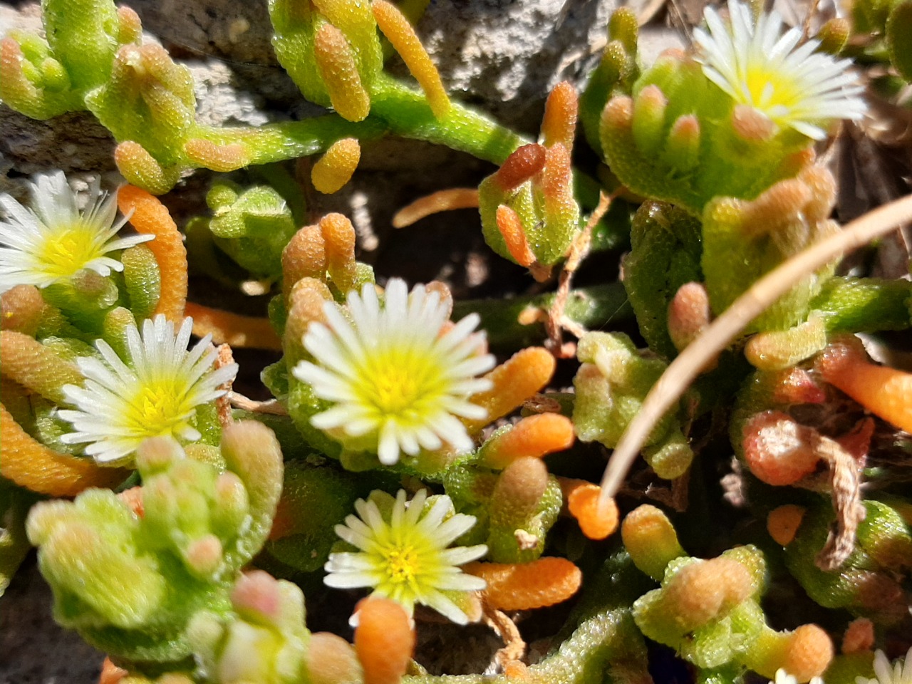 Mesembryanthemum nodiflorum