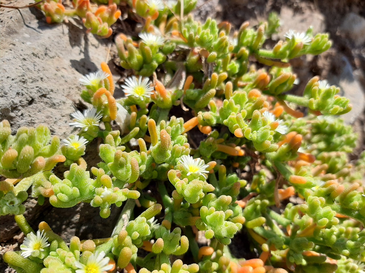 Mesembryanthemum nodiflorum