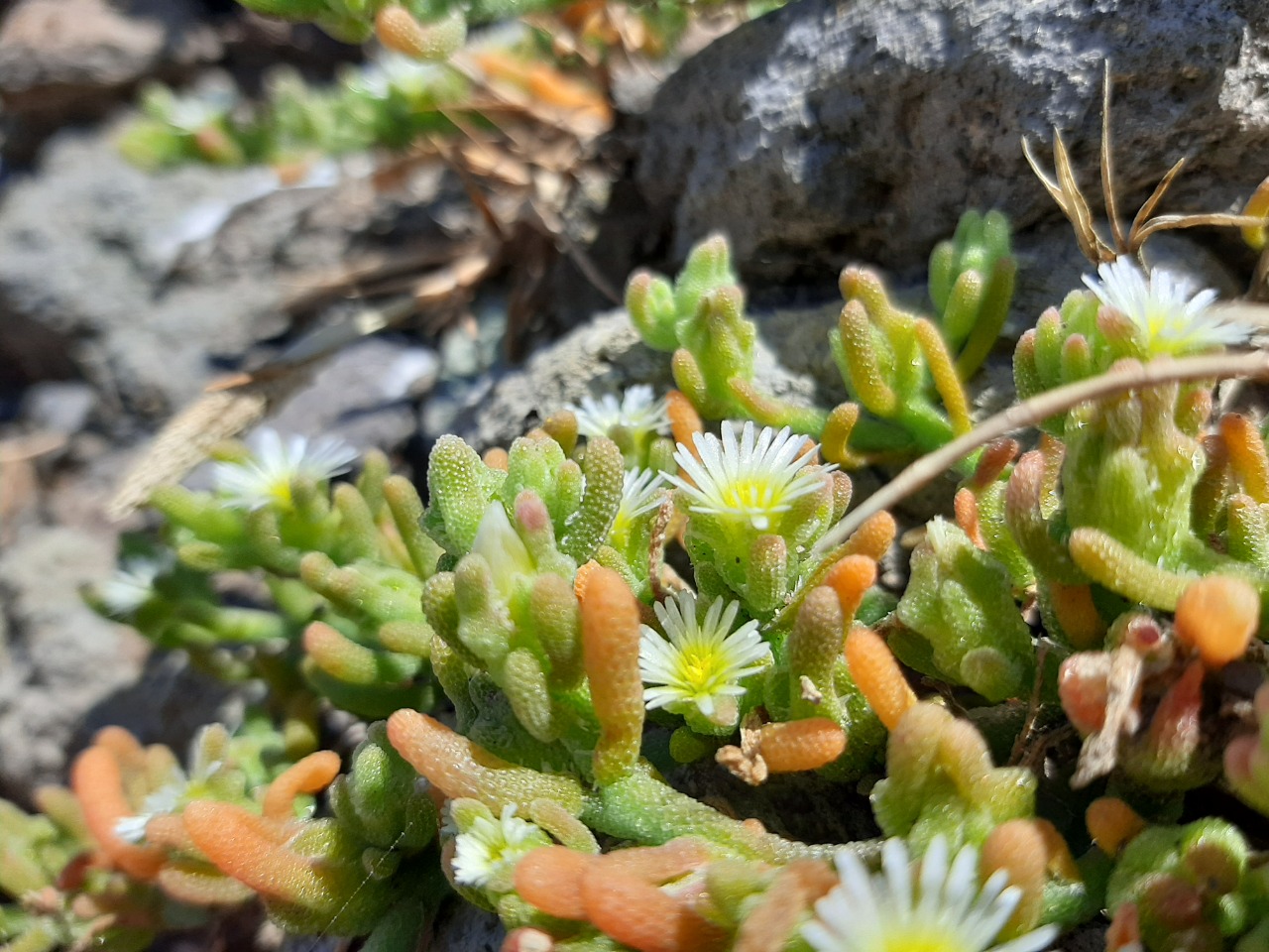 Mesembryanthemum nodiflorum