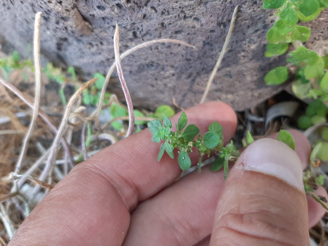 Parietaria cretica