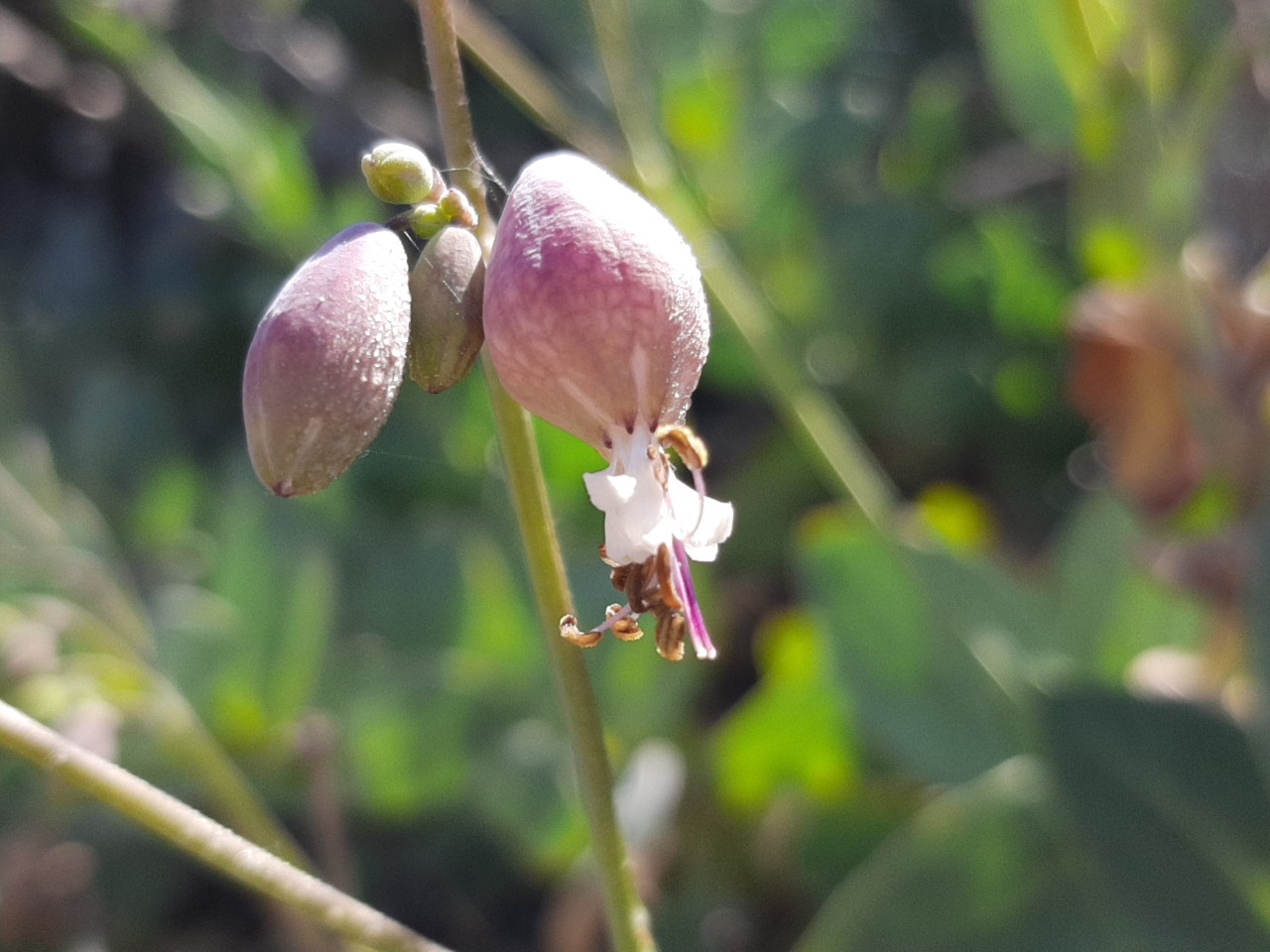 Silene behen