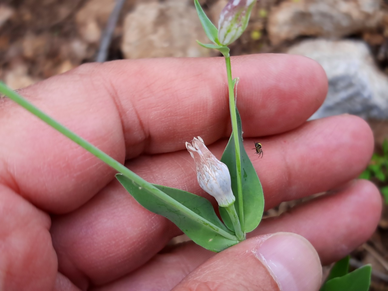 Silene behen