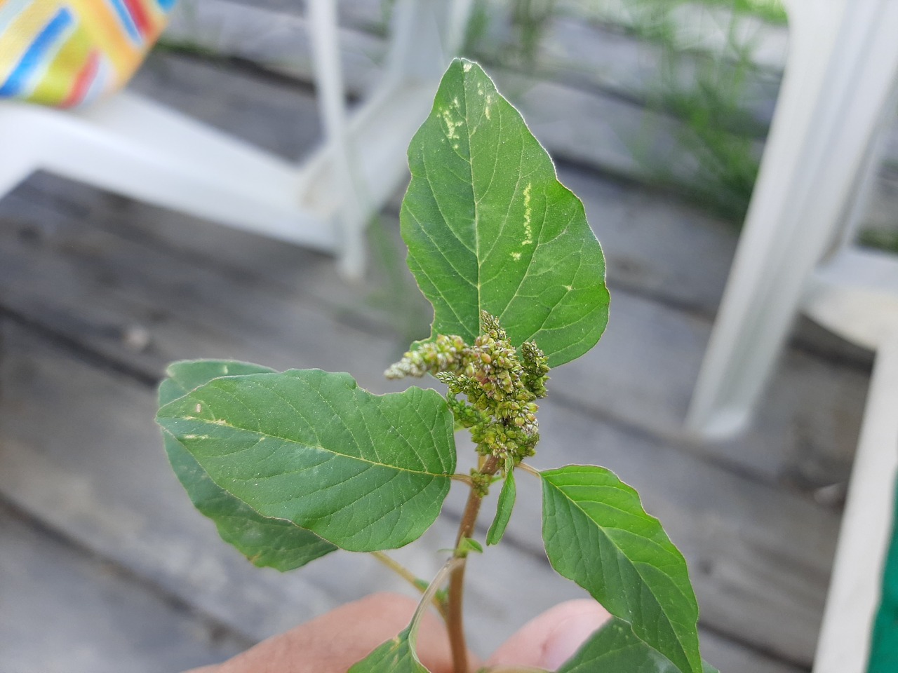 Amaranthus viridis