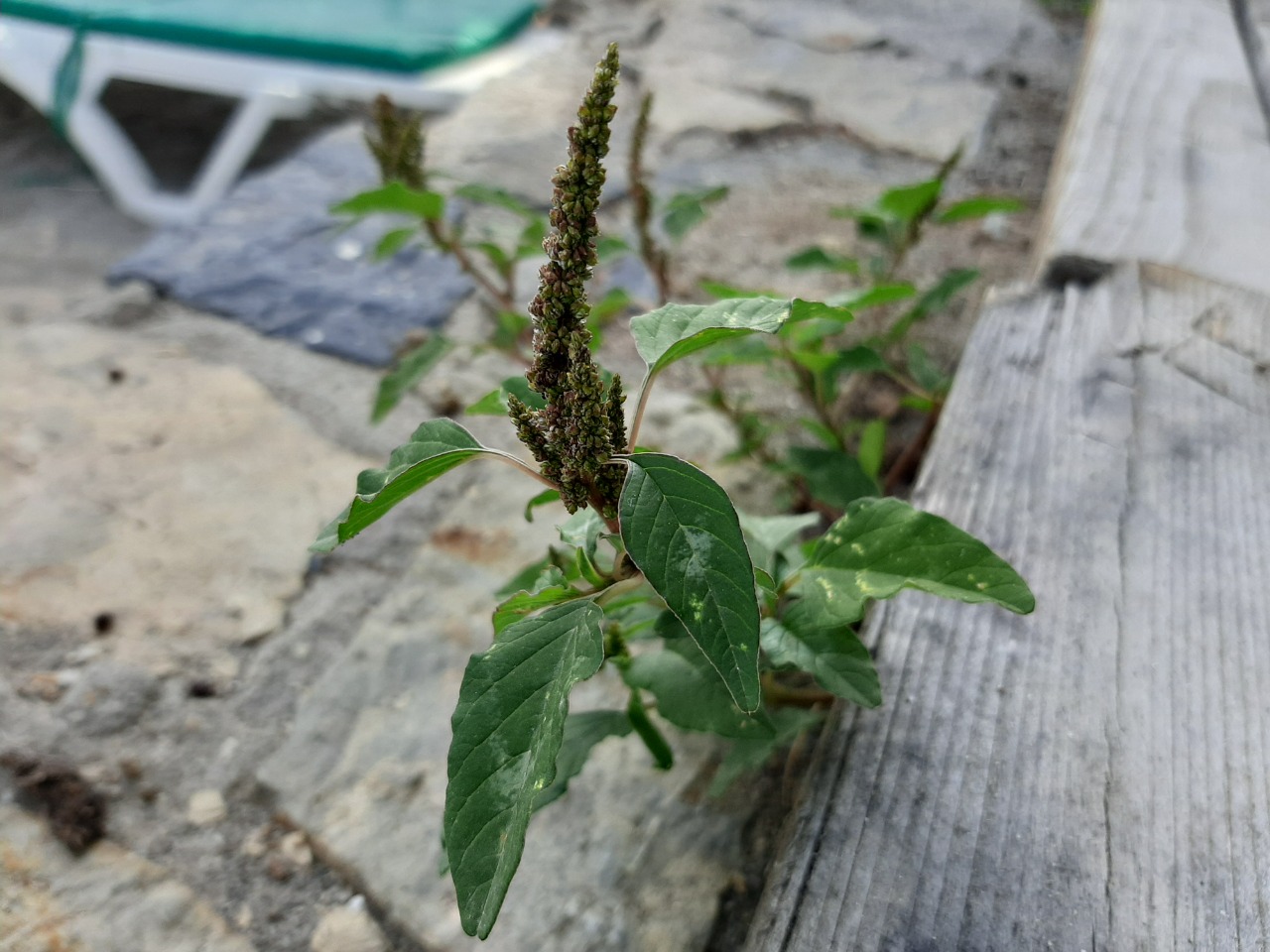 Amaranthus viridis