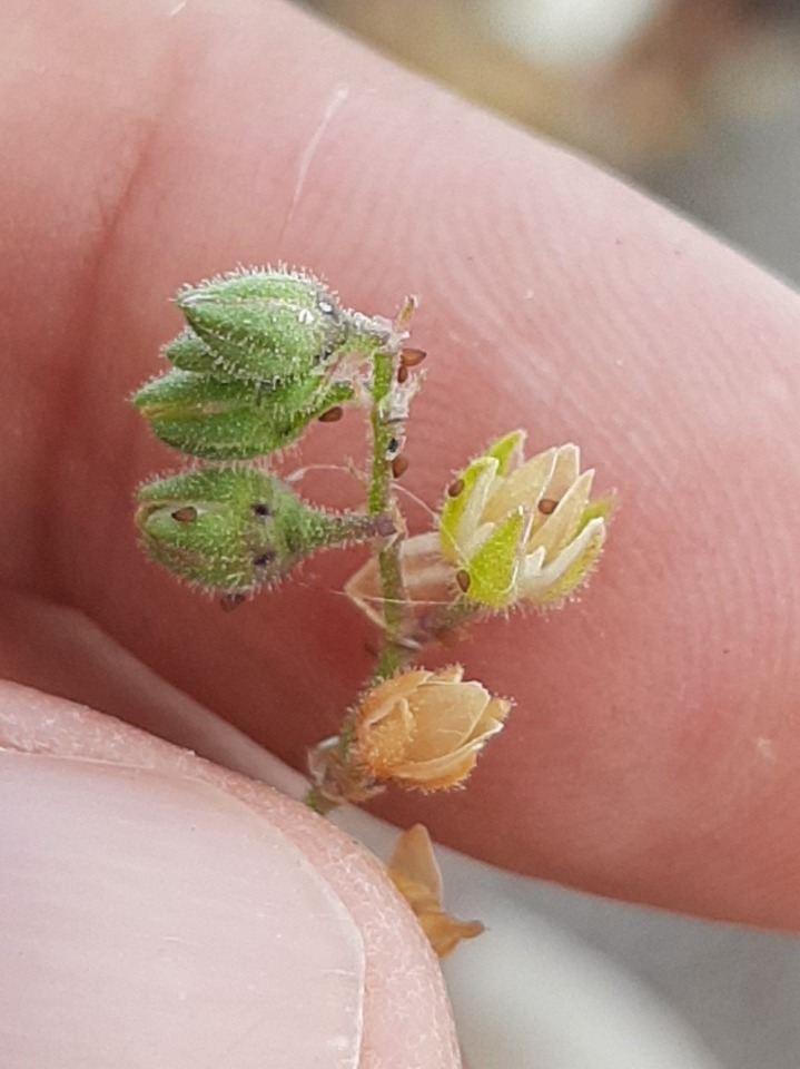 Spergularia bocconei