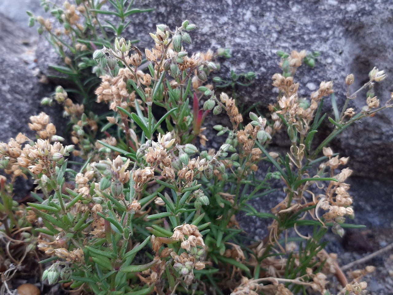 Spergularia bocconei