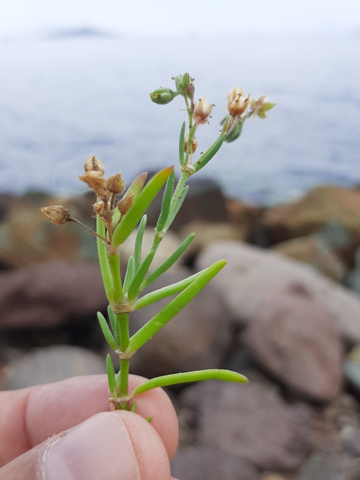 Spergularia bocconei