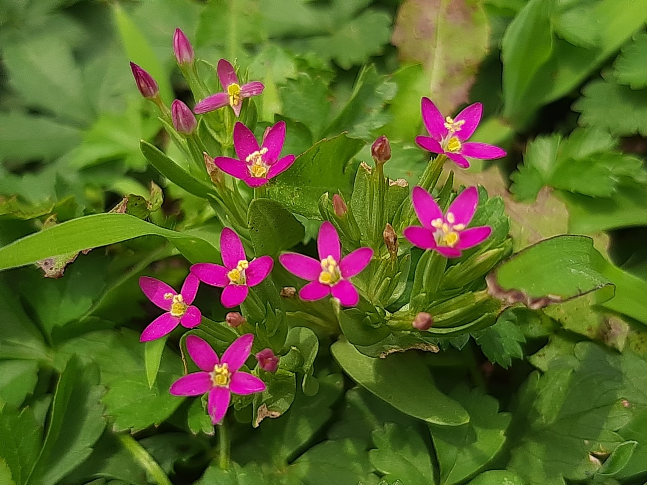 Centaurium pulchellum