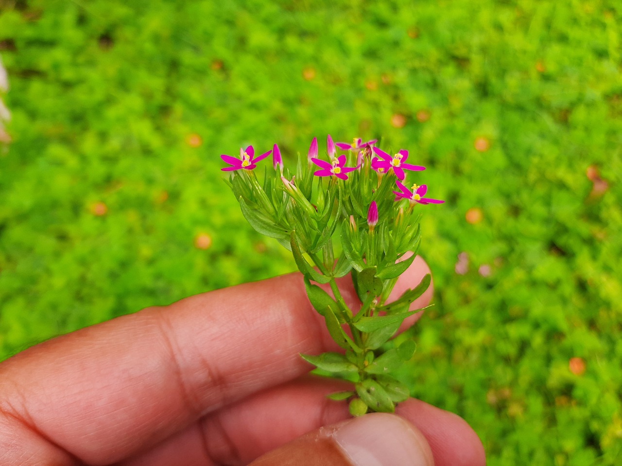 Centaurium pulchellum